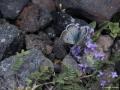 Polyommatus pyrenaicus (Pirene Çokgözlüsü)